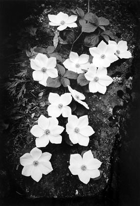 dogwood.jpg